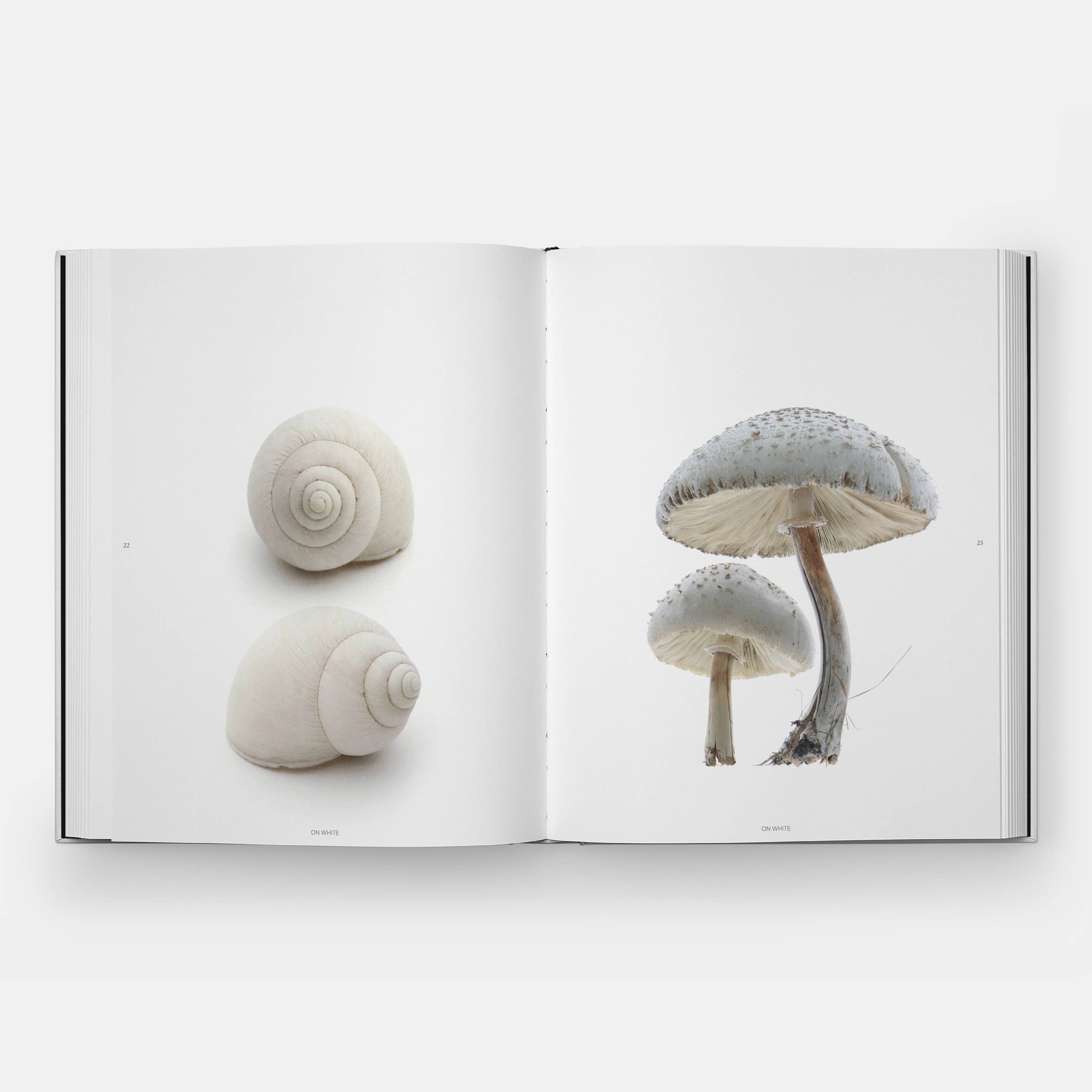 STILL: The Art of Noticing by Mary Jo Hoffman