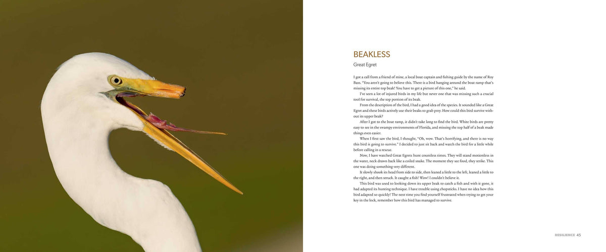 The Spirit of Birds by Mark Smith