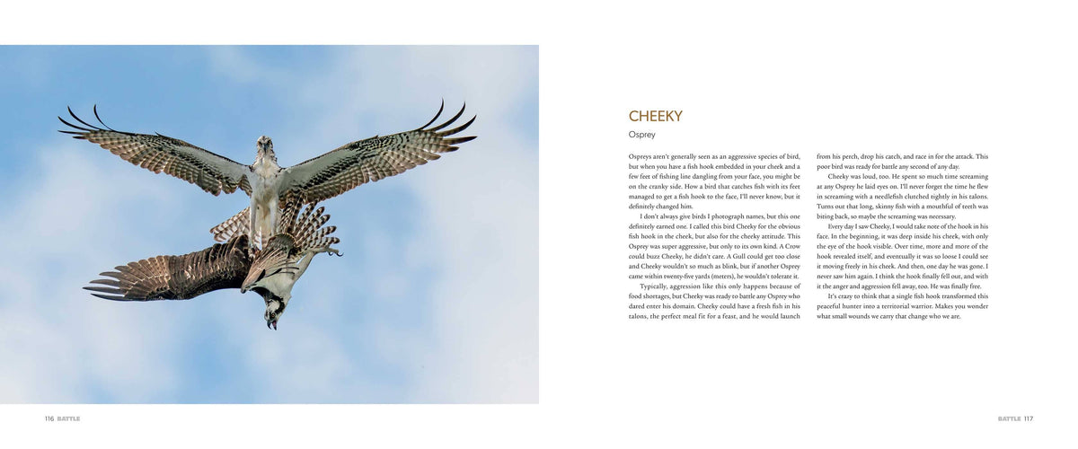 The Spirit of Birds by Mark Smith