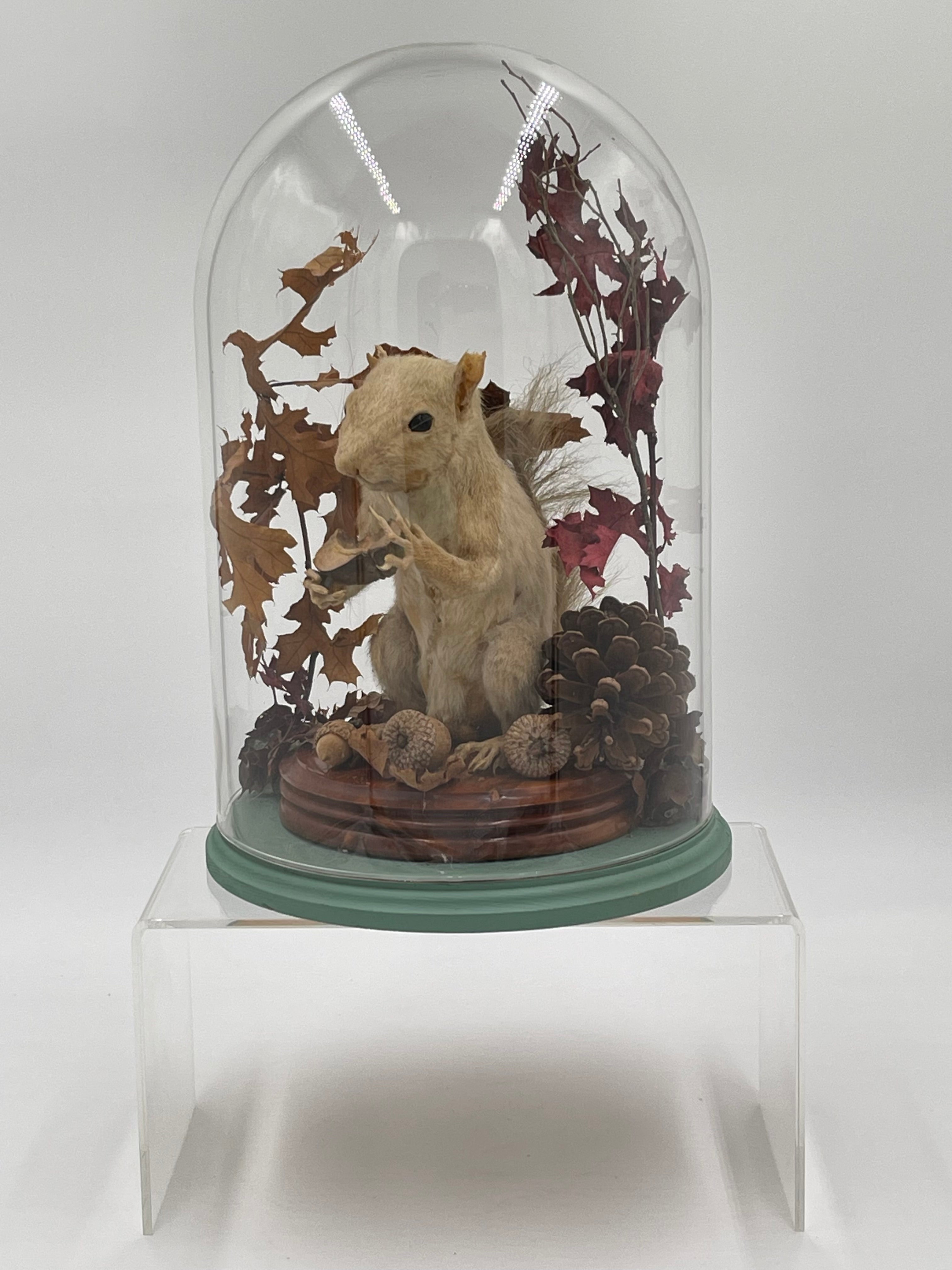 White Squirrel Taxidermy