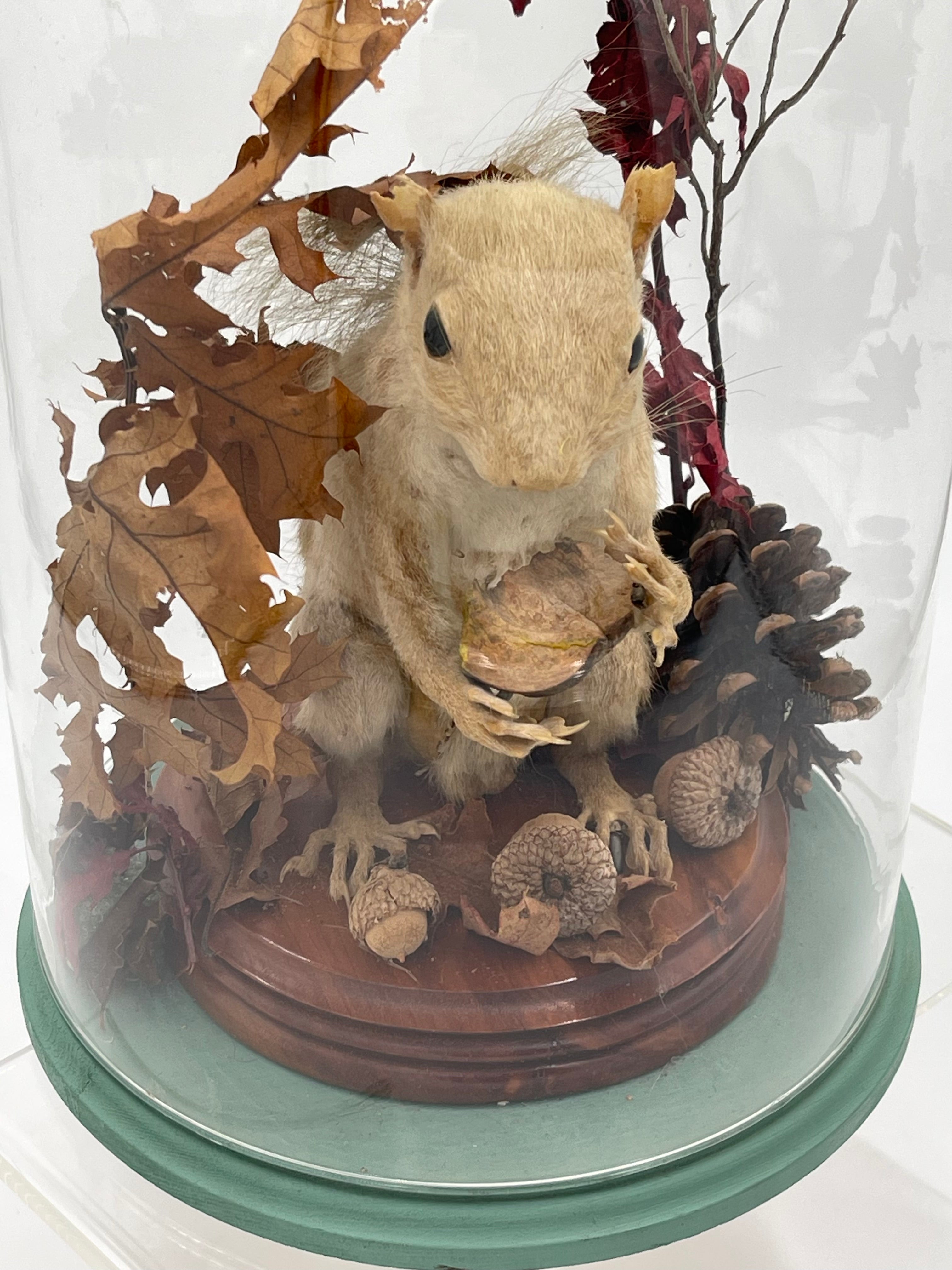 White Squirrel Taxidermy