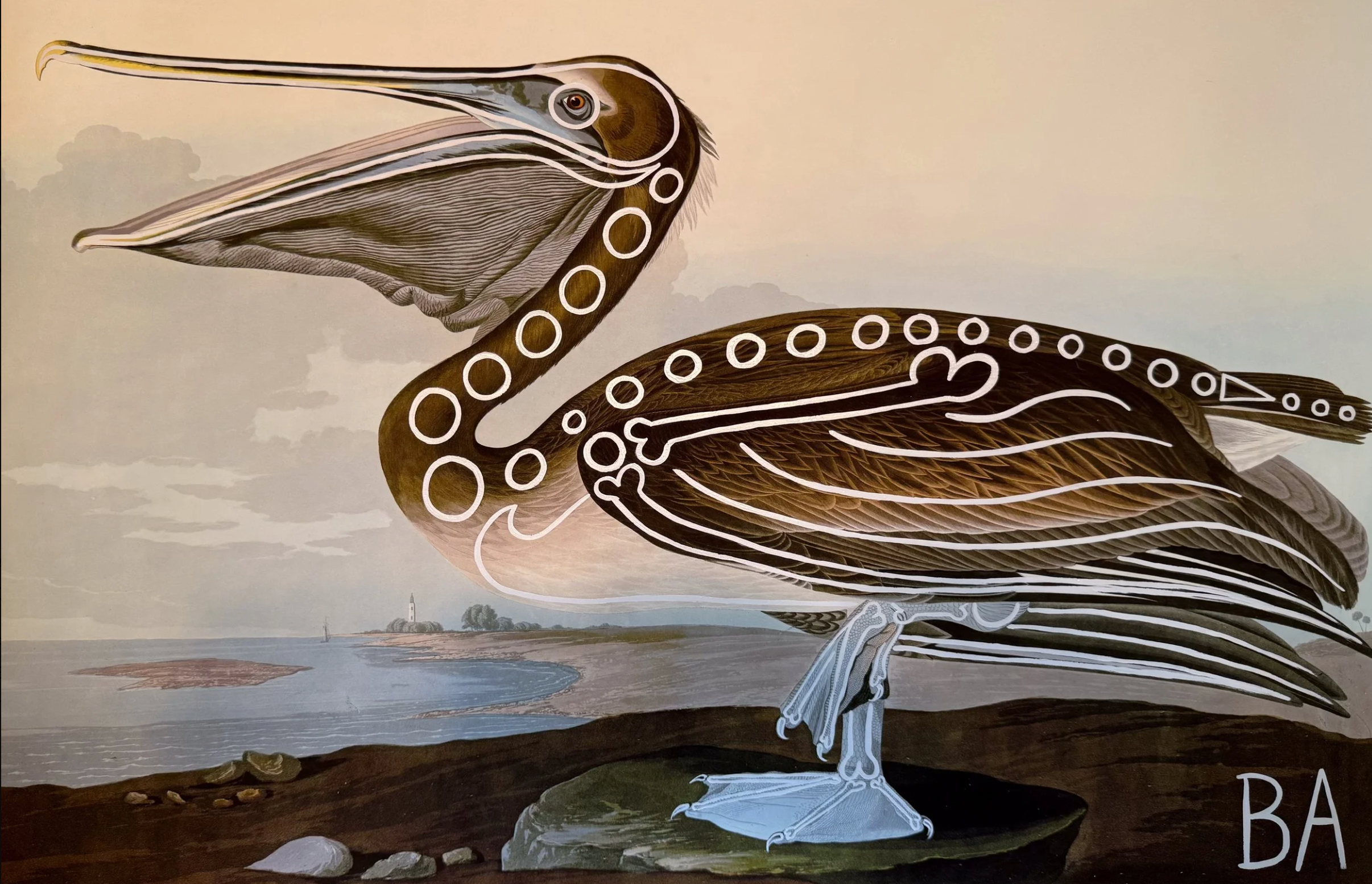 Pelican by Butch Anthony