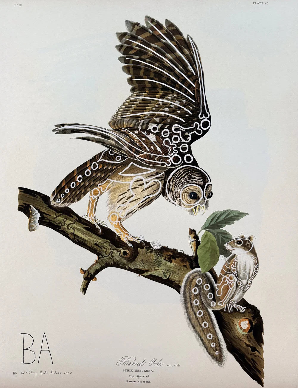 Barred Owl by Butch Anthony