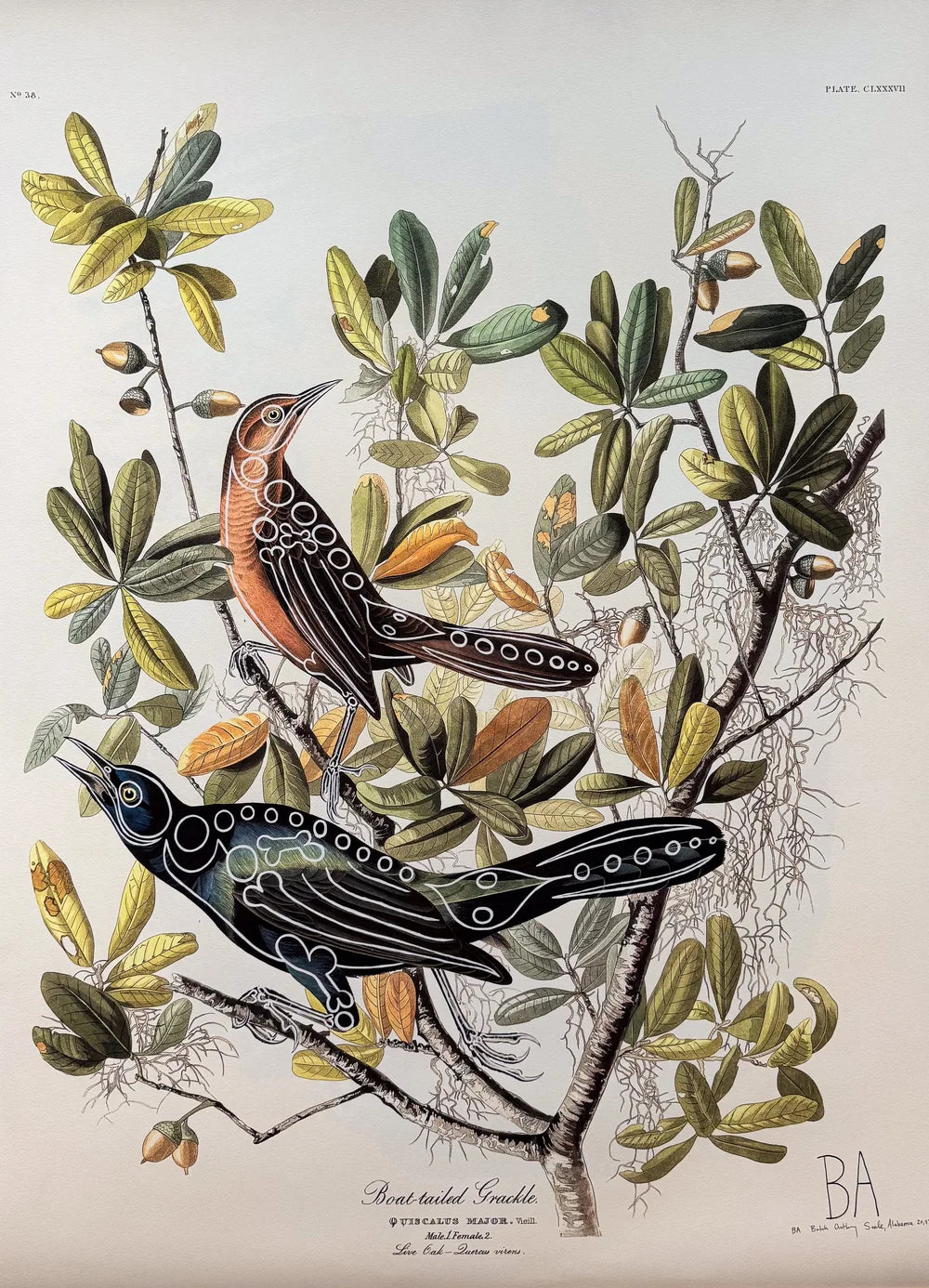 Boat-Tailed Grackles by Butch Anthony
