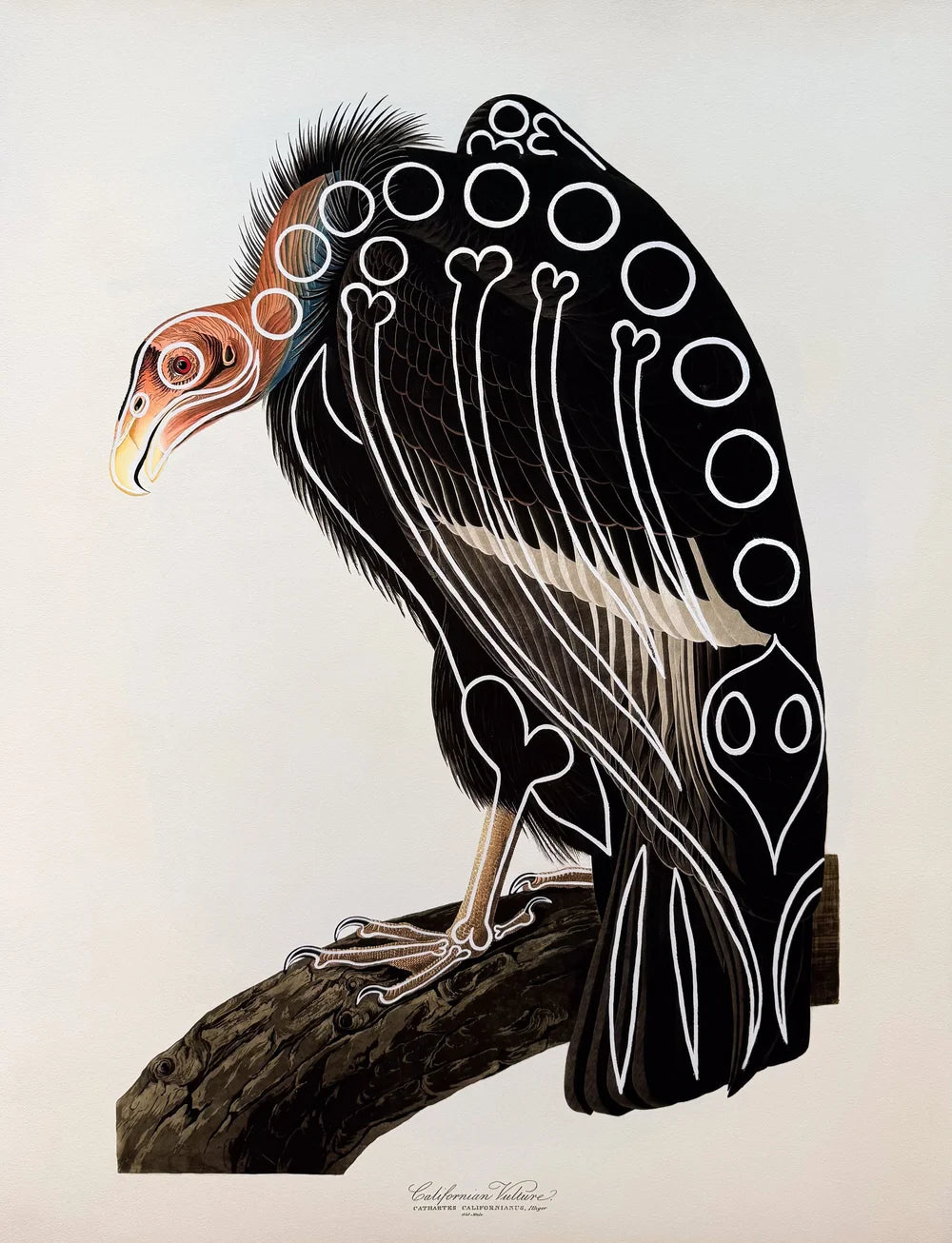 California Vulture by Butch Anthony