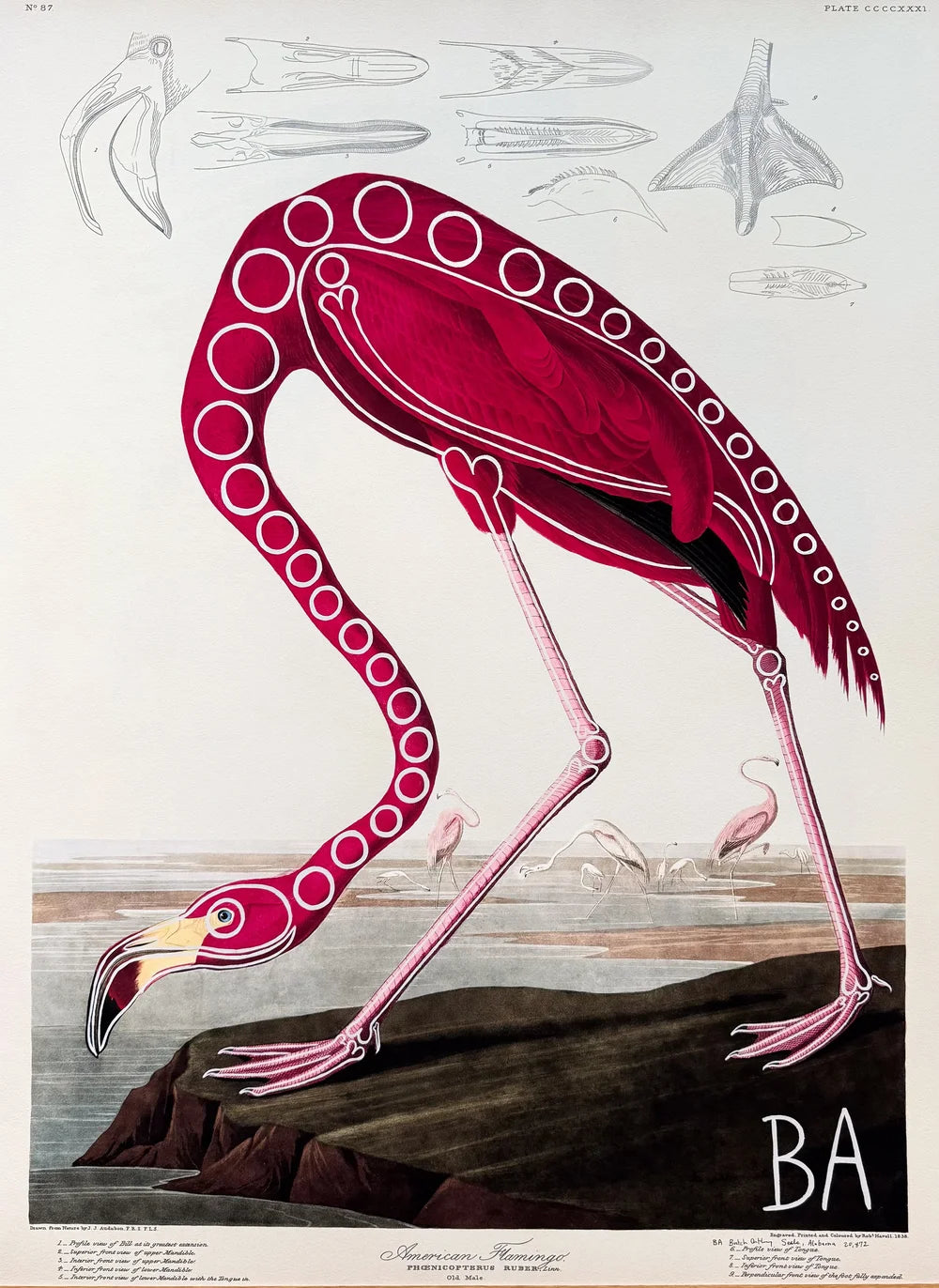 Flamingo by Butch Anthony