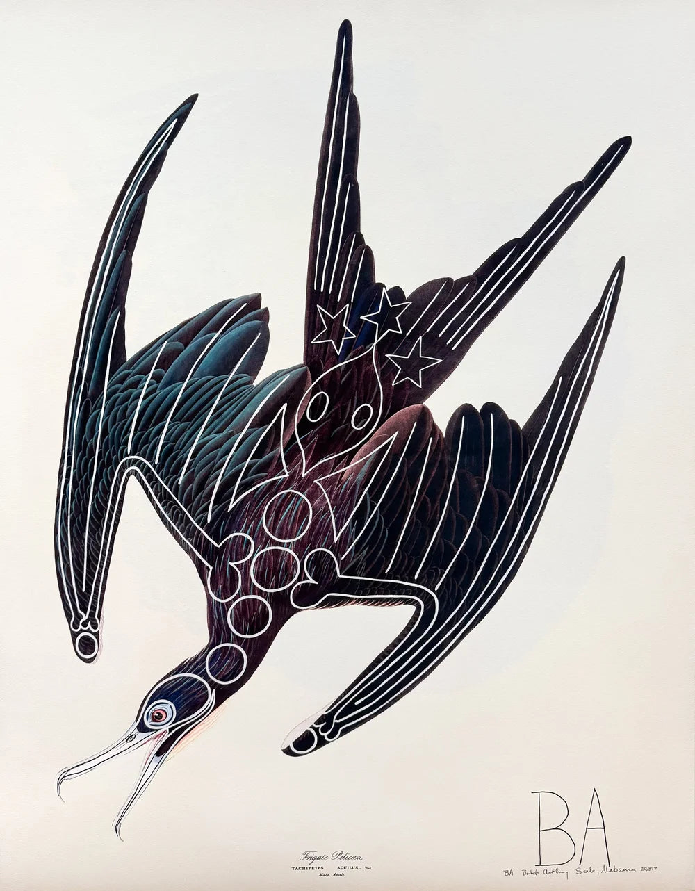 Frigate Bird by Butch Anthony
