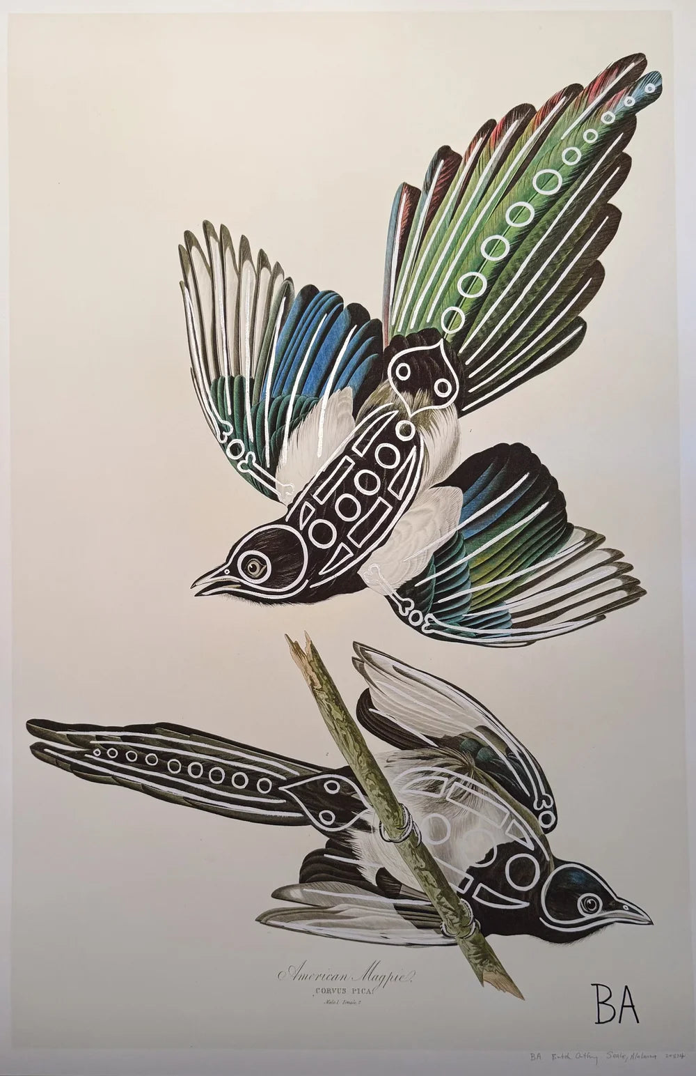 Magpie by Butch Anthony