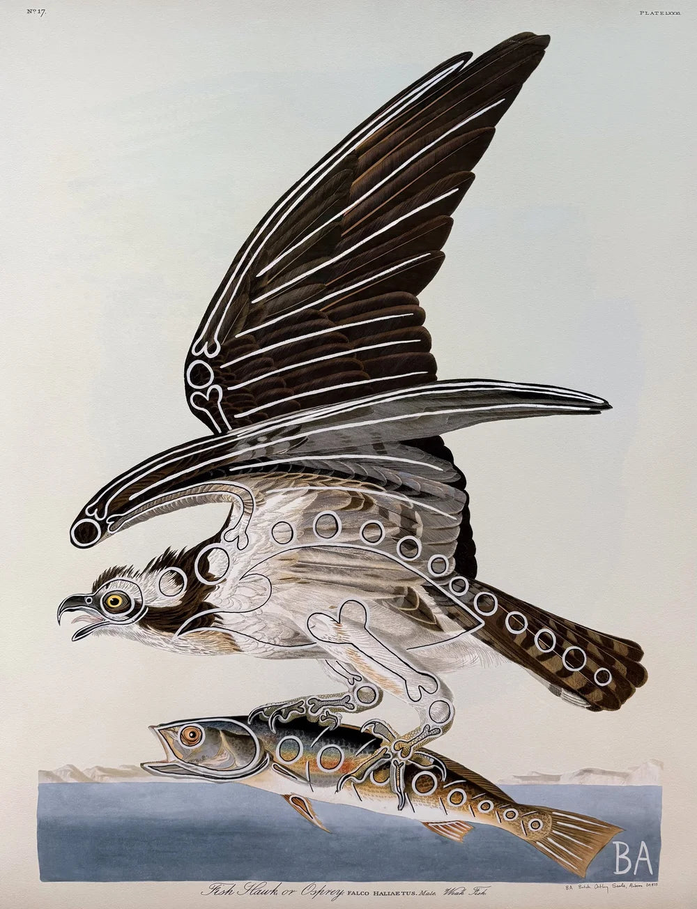 Osprey by Butch Anthony