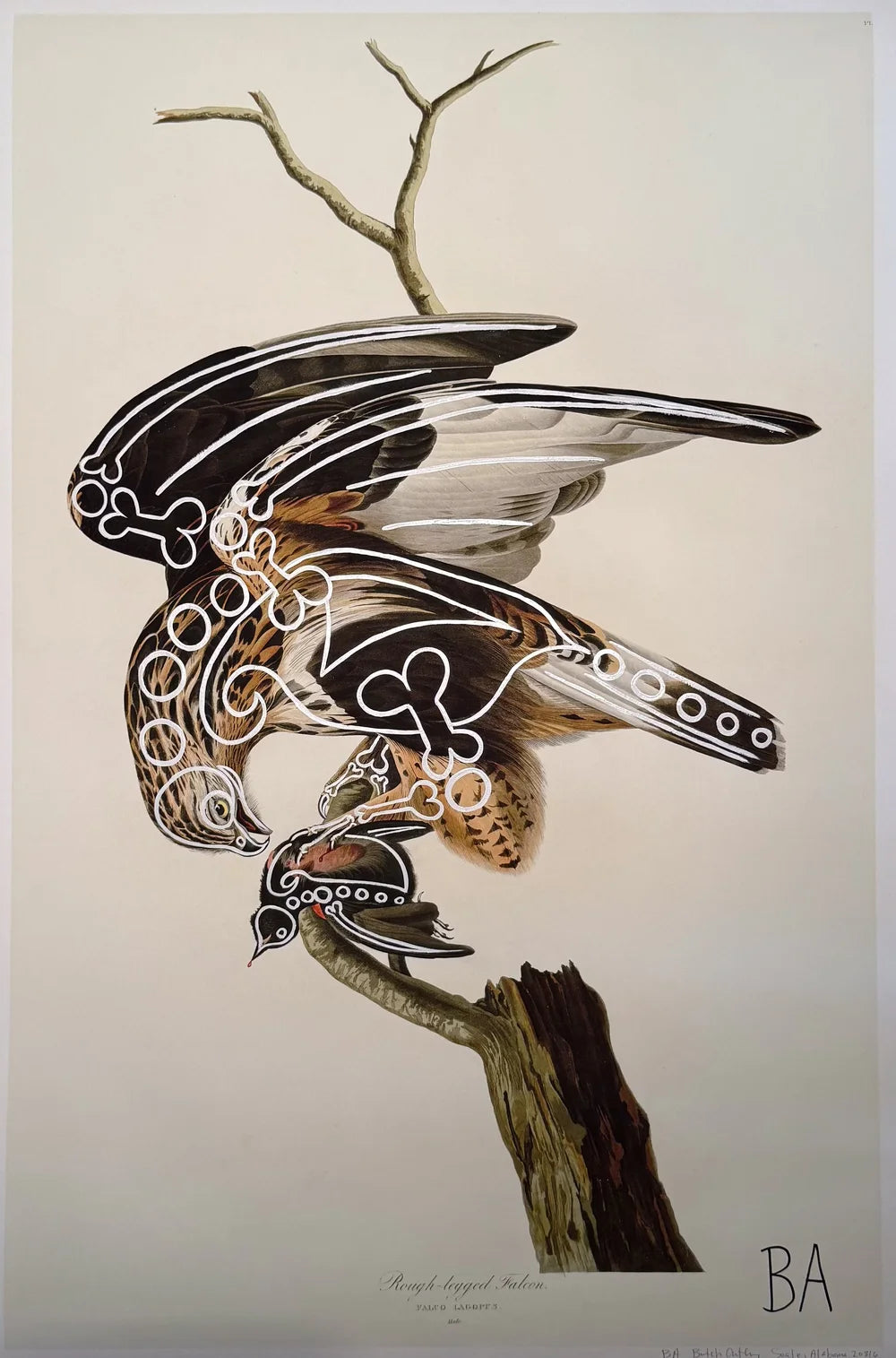 Rough Legged Falcon by Butch Anthony