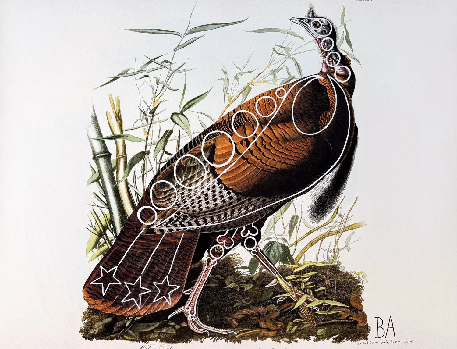 Wild Turkey by Butch Anthony