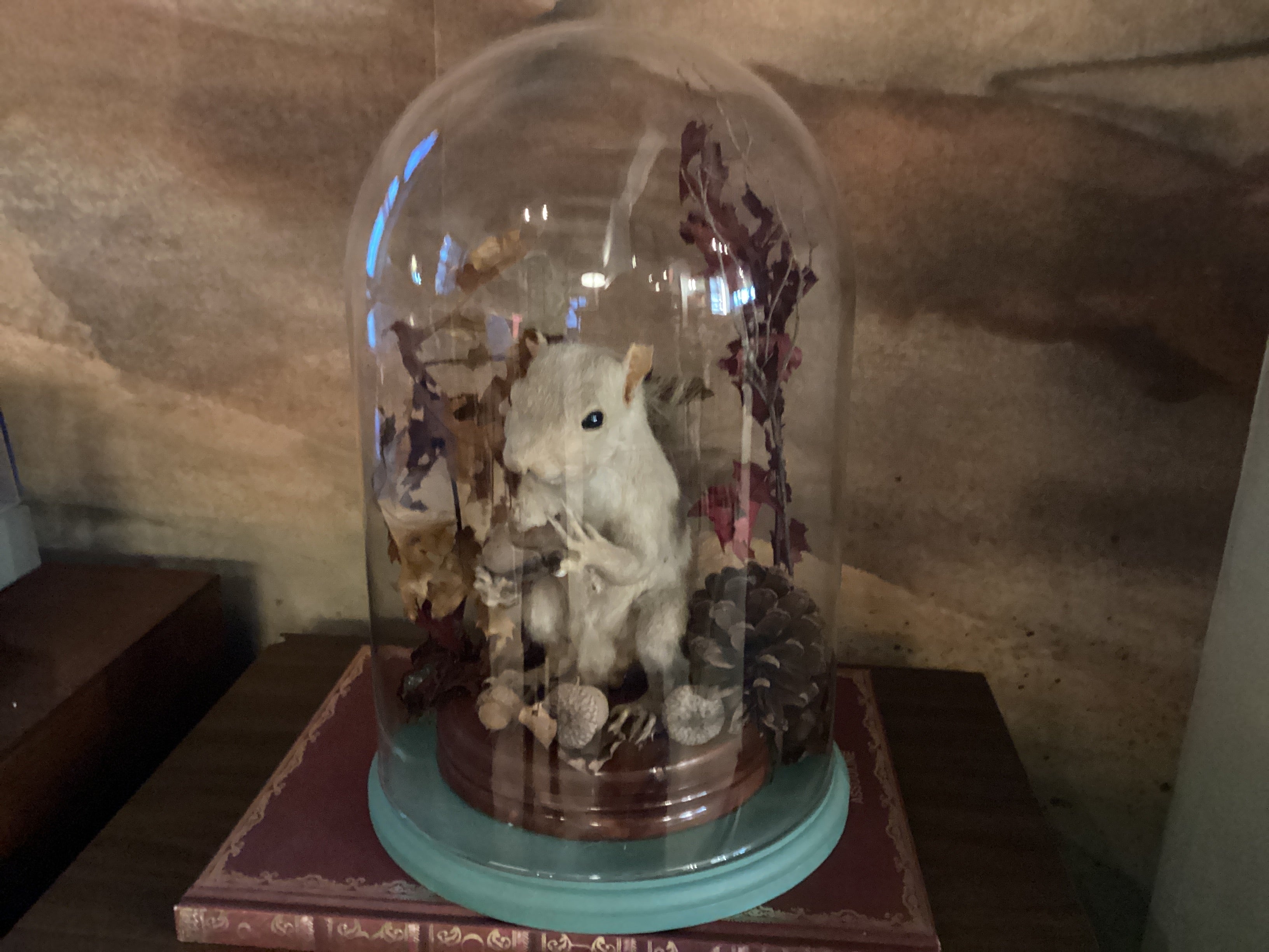 V. White Squirrel Taxidermy