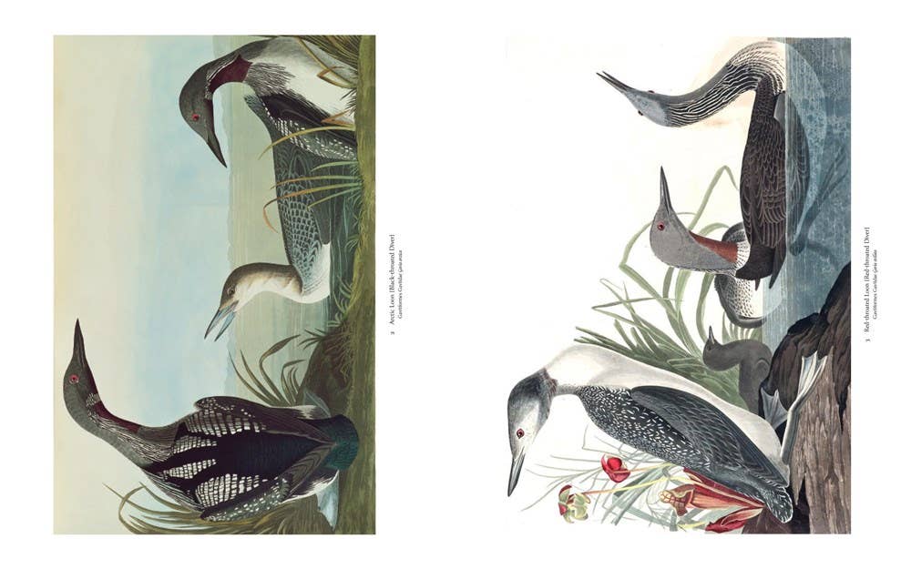 Audubon's Birds of America: The Baby Elephant Folio