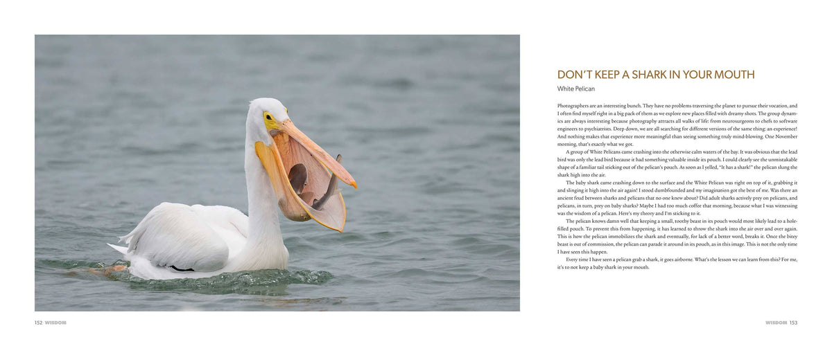 The Spirit of Birds by Mark Smith