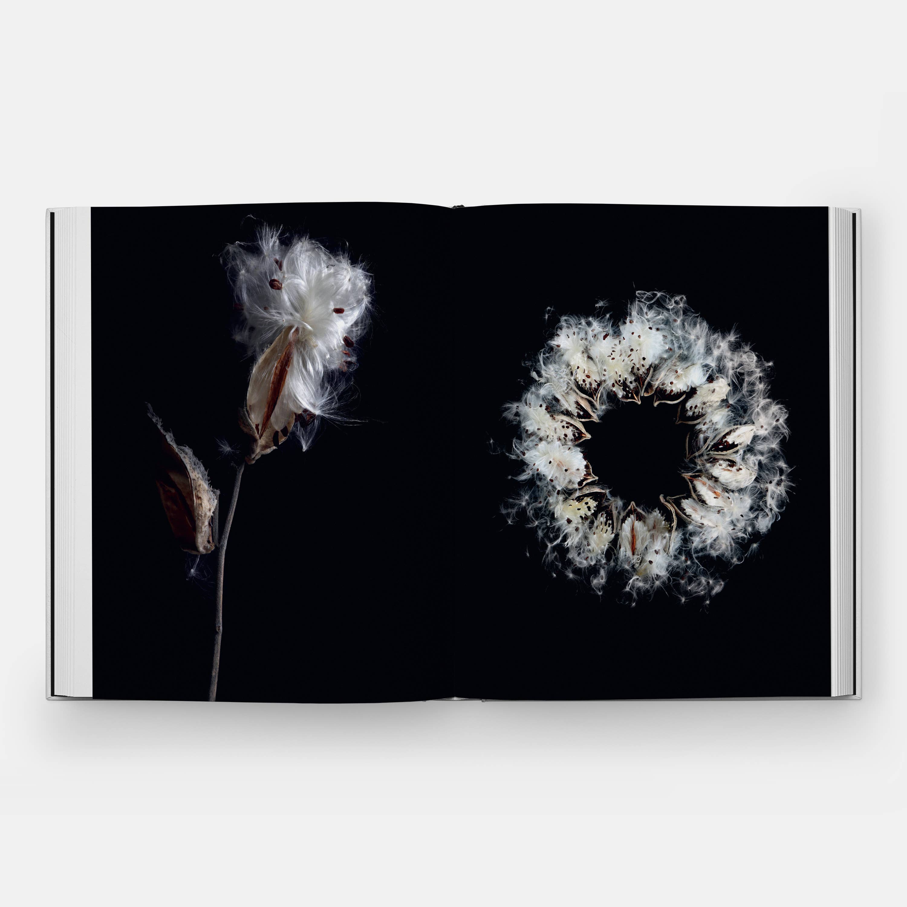 STILL: The Art of Noticing by Mary Jo Hoffman