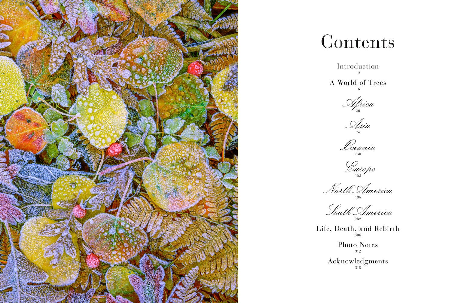 Trees-Between Earth and Heaven Photography by Art Wolfe