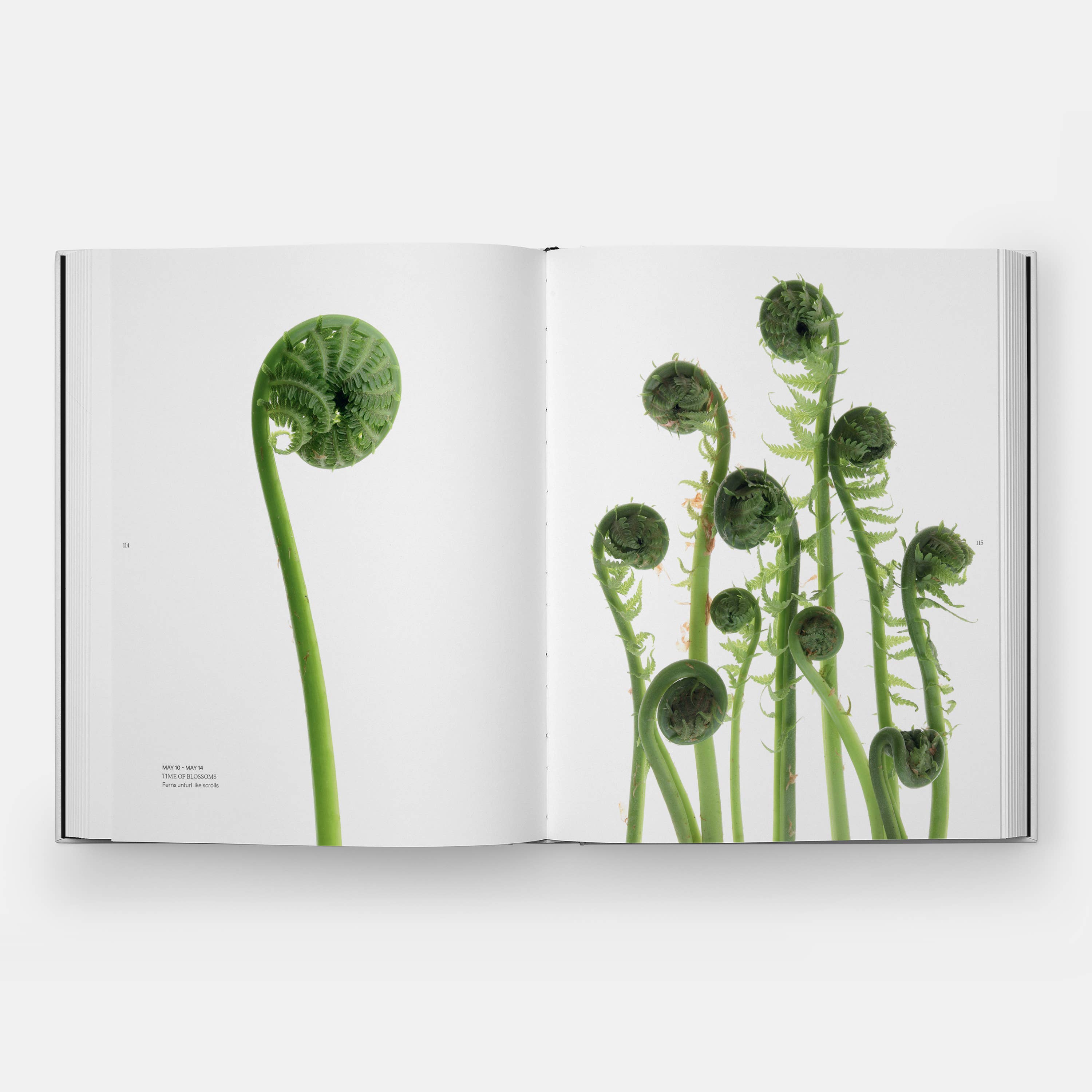 STILL: The Art of Noticing by Mary Jo Hoffman